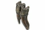 Fossil Woolly Rhino (Coelodonta) Tooth - Siberia #292589-1